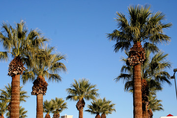 palm trees © Christina McWilliams