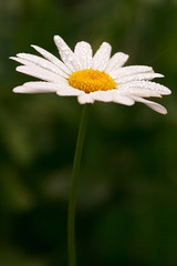 Obraz premium flower