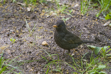 bird close-up
