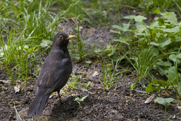 starling close-up