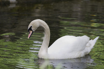 swan on lake