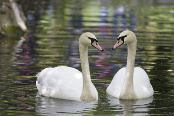 swan reflection