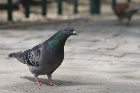 pigeon close-up
