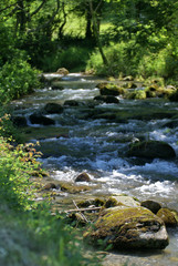 le torrent sous les arbres