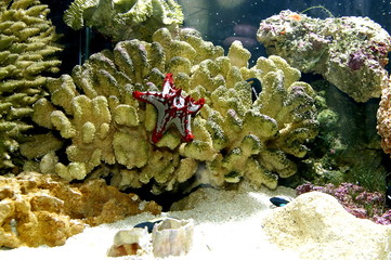 corals