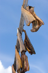 Fototapeta na wymiar salmons drying on stick