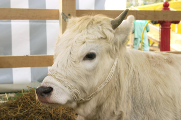 white calf