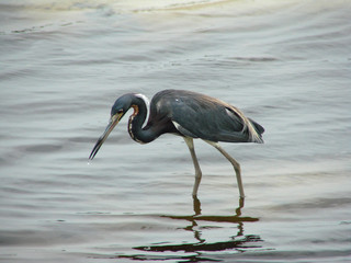 standing in still waters