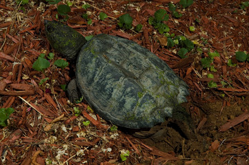 snapping turtle laying eggs