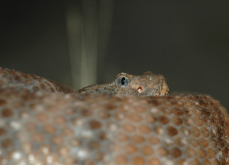 southwestern speckled rattlesnake