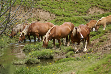 Fototapeta premium point d'eau et animaux