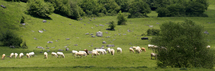 Obraz premium les vaches dans la vallée