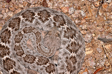 western diamondback rattlesnake pattern
