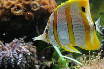 Fototapeta na wymiar butterfly fish (chelmon rostratus)
