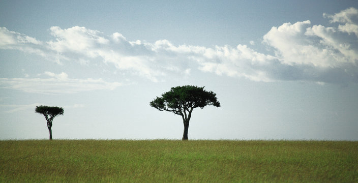 Fototapeta two trees