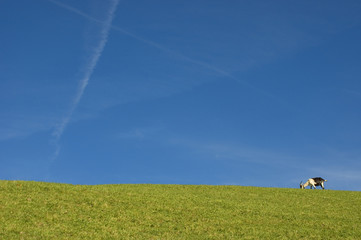 ziege auf wiese
