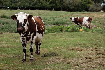 deux vaches