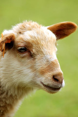 Fototapeta premium spring, new born lambs