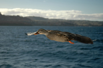 mallard duck in flight