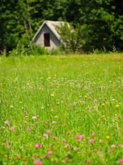 flowery meadow