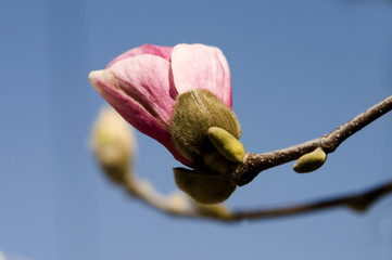 Purple Magnolia