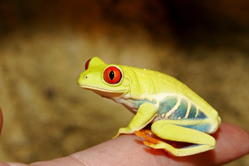 rainette aux yeux rouges