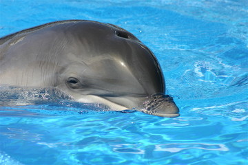 delfin2