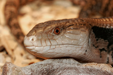 lezard tiliqua