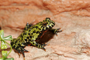 grenouille a ventre rouge