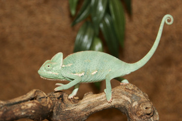 caméléon