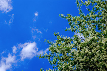 blossom branch over blue sky
