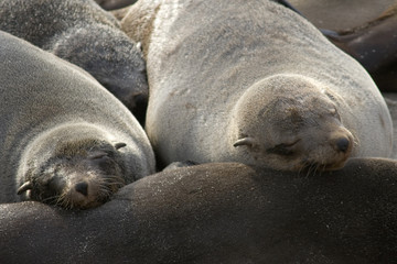 Fototapeta premium otaries au repos