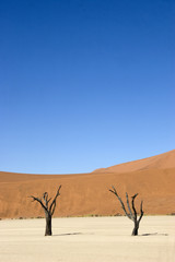 Fototapeta na wymiar site de deadvlei en namibie 