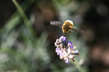 insecte volant