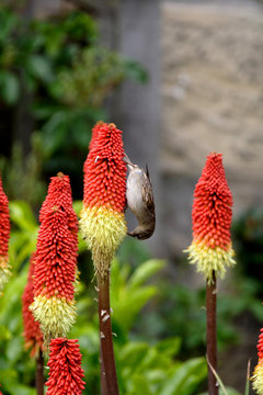 red hot poker flowers and the sparrows