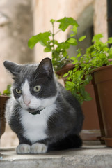 cat