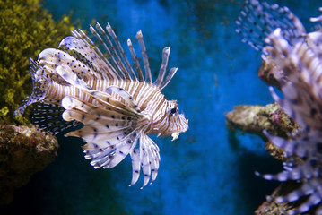 lionfish