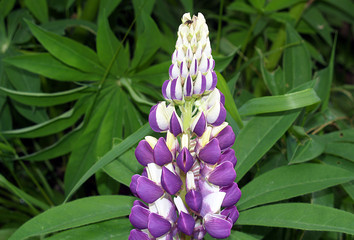 purple lupin
