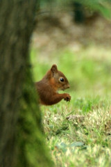 l'écureuil caché