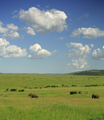 two elephants