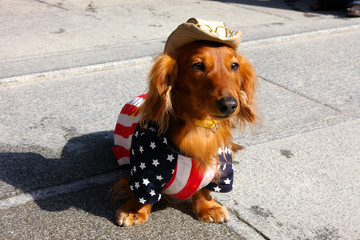 dog dressed in stars and stripes costume with a hat