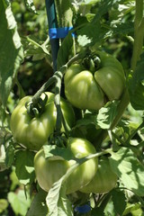 green tomatoes