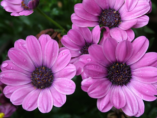 lila blumen