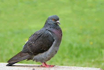 town street pigeon