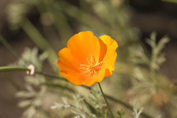 Fototapeta premium single yellow wildflower