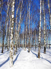 Naklejka premium birch grove 3