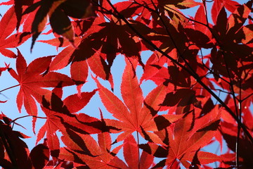 red leaves of Japanese maple