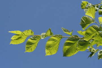 green leaves in sunlight