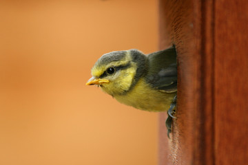 baby blue tit