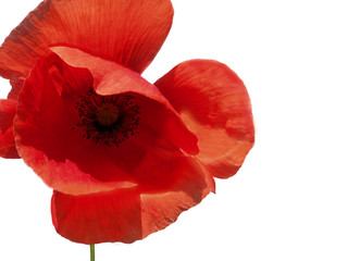 Mohn